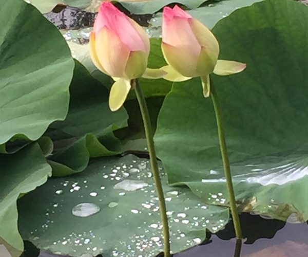 lotus pond venue