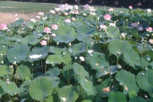 Lotus pond wedding venue