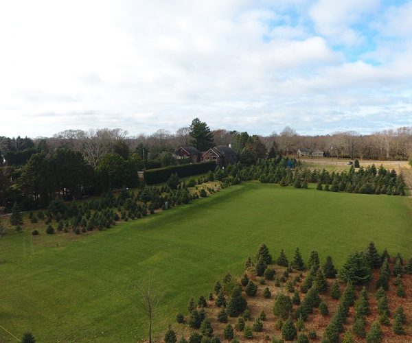 The Great Lawn Venue